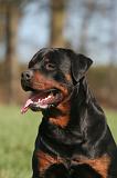 ROTTWEILER 618